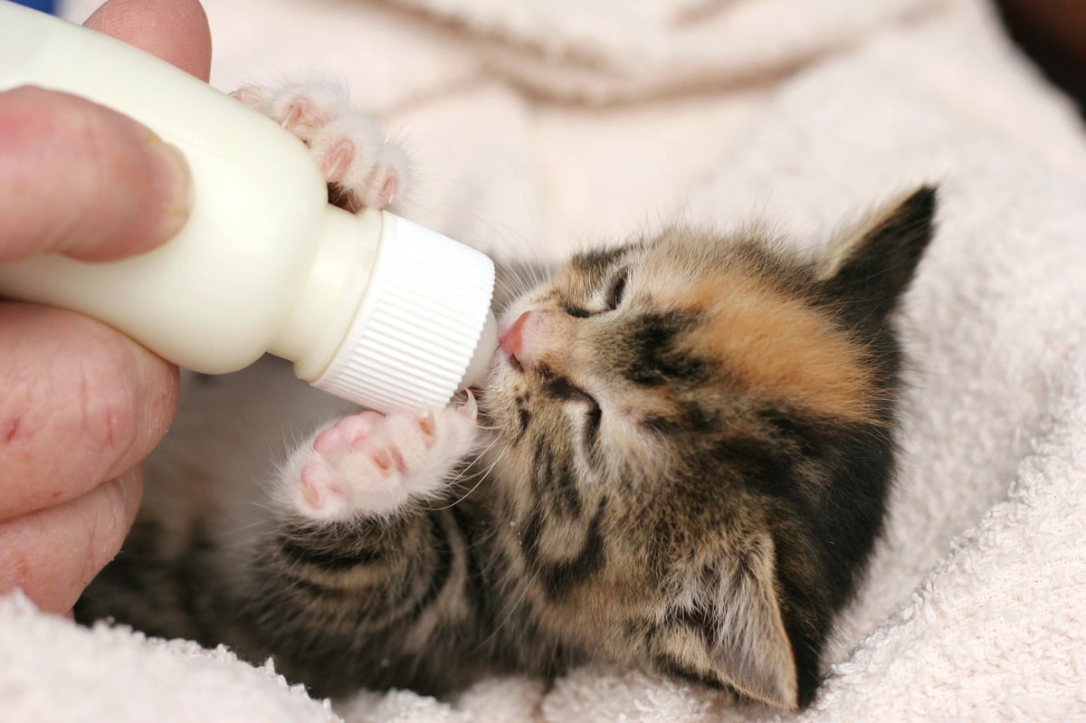 An orphaned kitten being bottle-fed by hand, eyes barely open