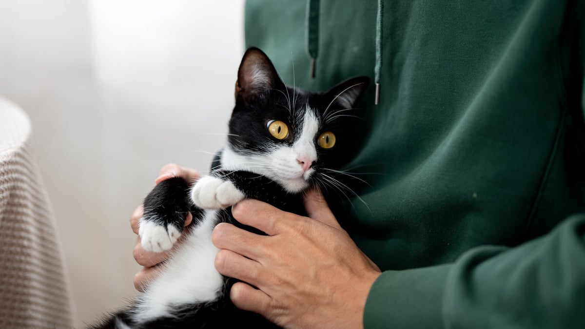 A man's hands gently cradling a black and white kitten