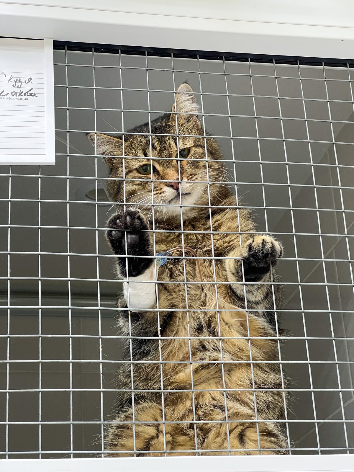 A rescued tabby cat with a bandaged paw recovering in a veterinary clinic