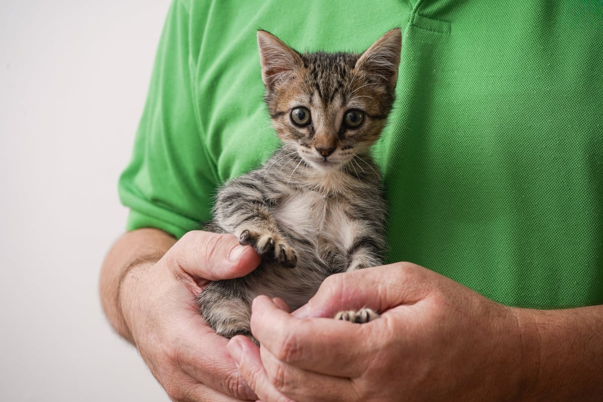 A tiny rescued kitten being held safely against a person's chest