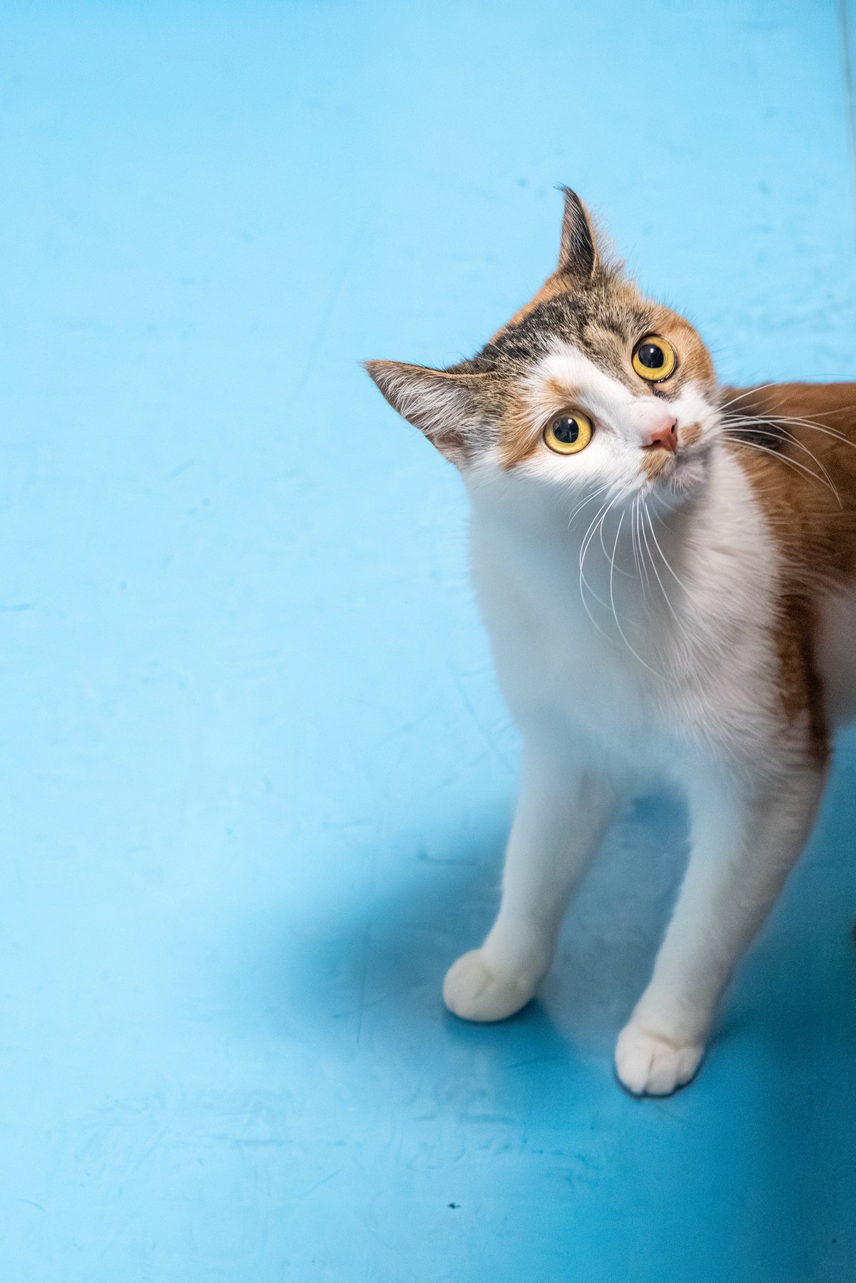 A calico cat looking up curiously against a blue background