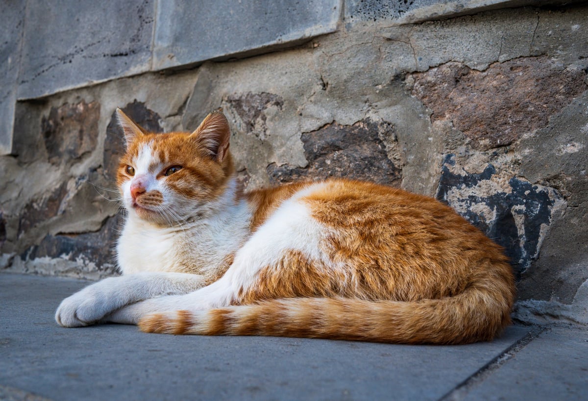 Milo, an orange tabby kitten, resting outdoors in the sun