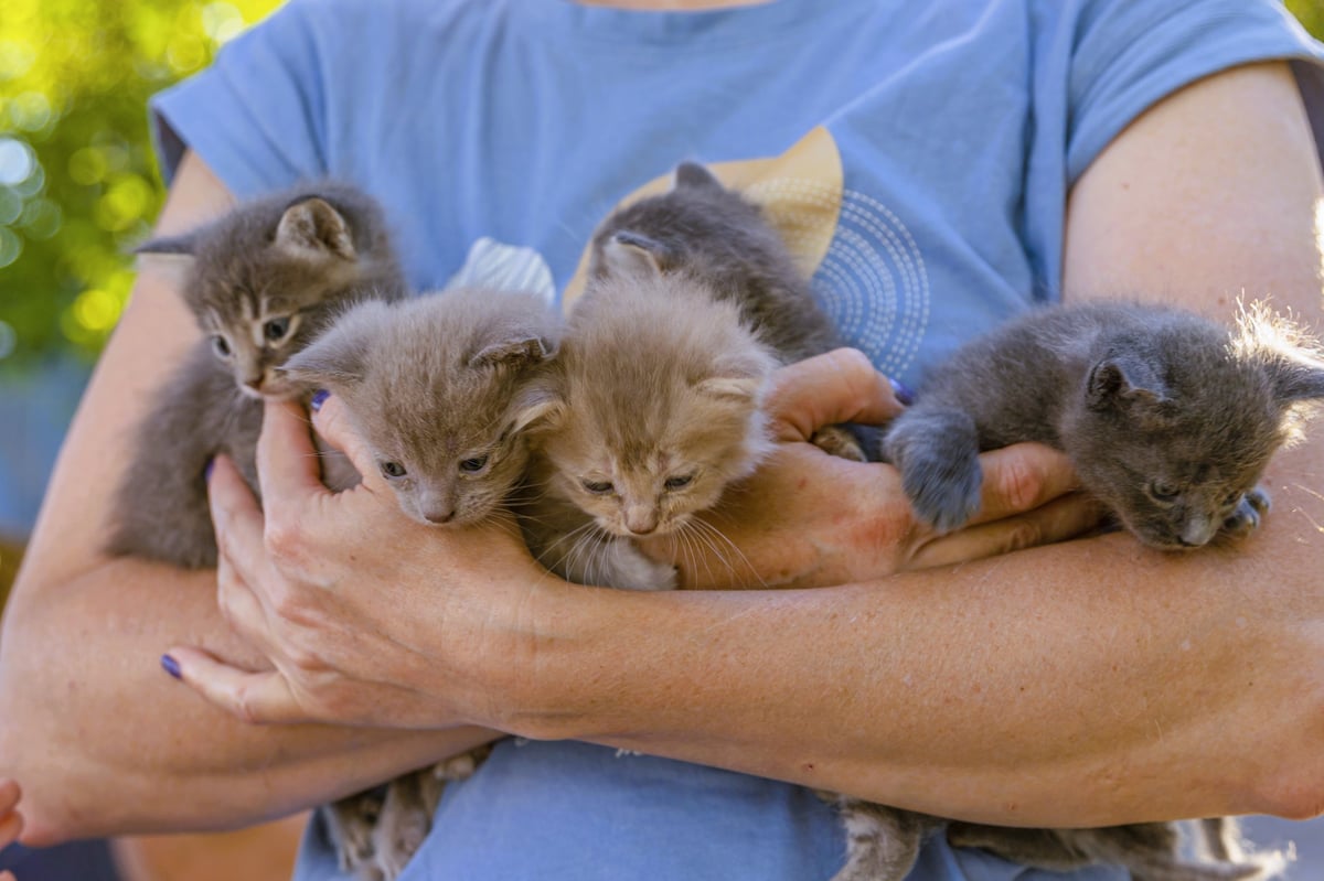 A woman holding adorable kittens in her arms outdoors