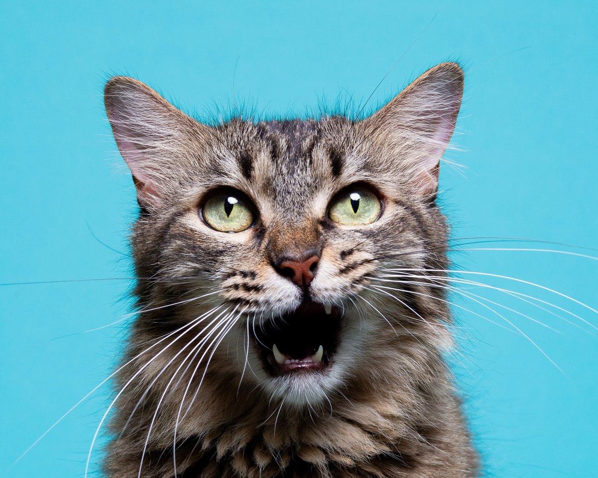Maximus, a black American Shorthair cat, looking directly at the camera