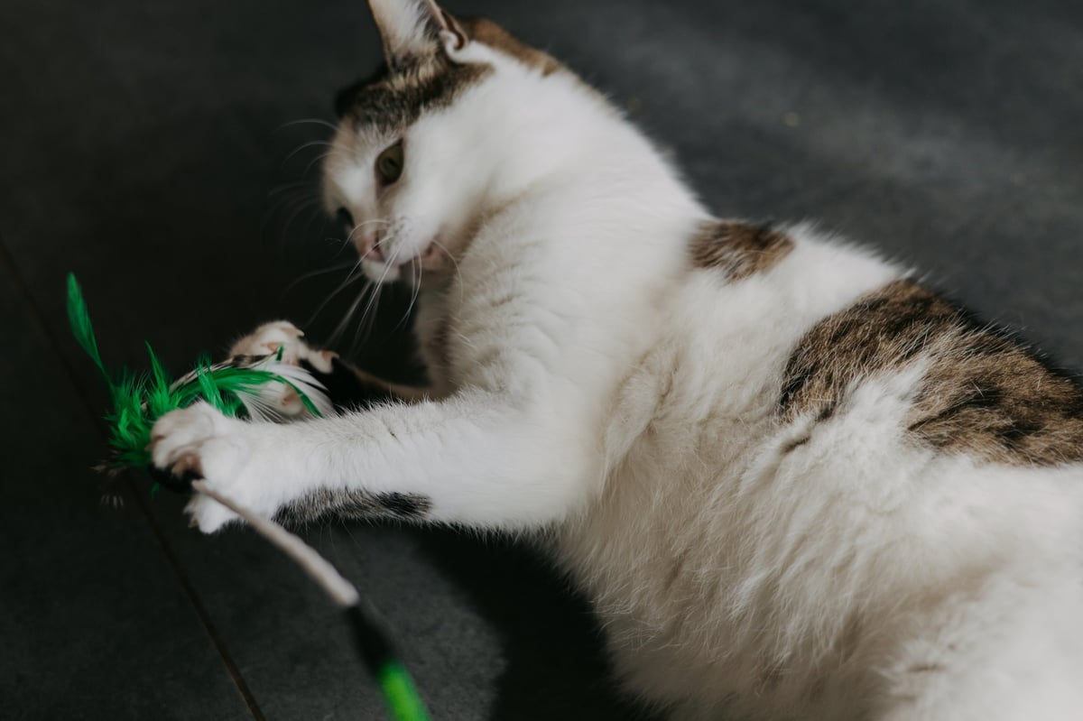 An energetic cat reaching for a feather teaser toy at home