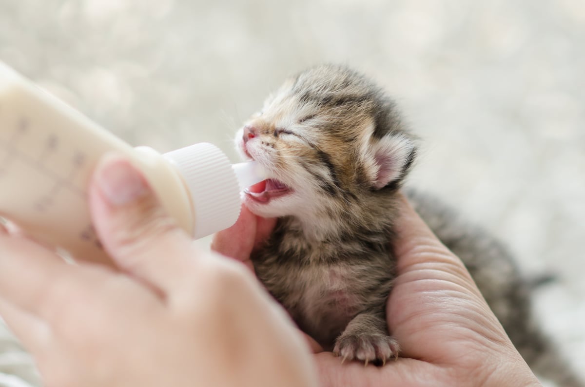 A volunteer hand-feeding a rescued tabby cat with milk replacer