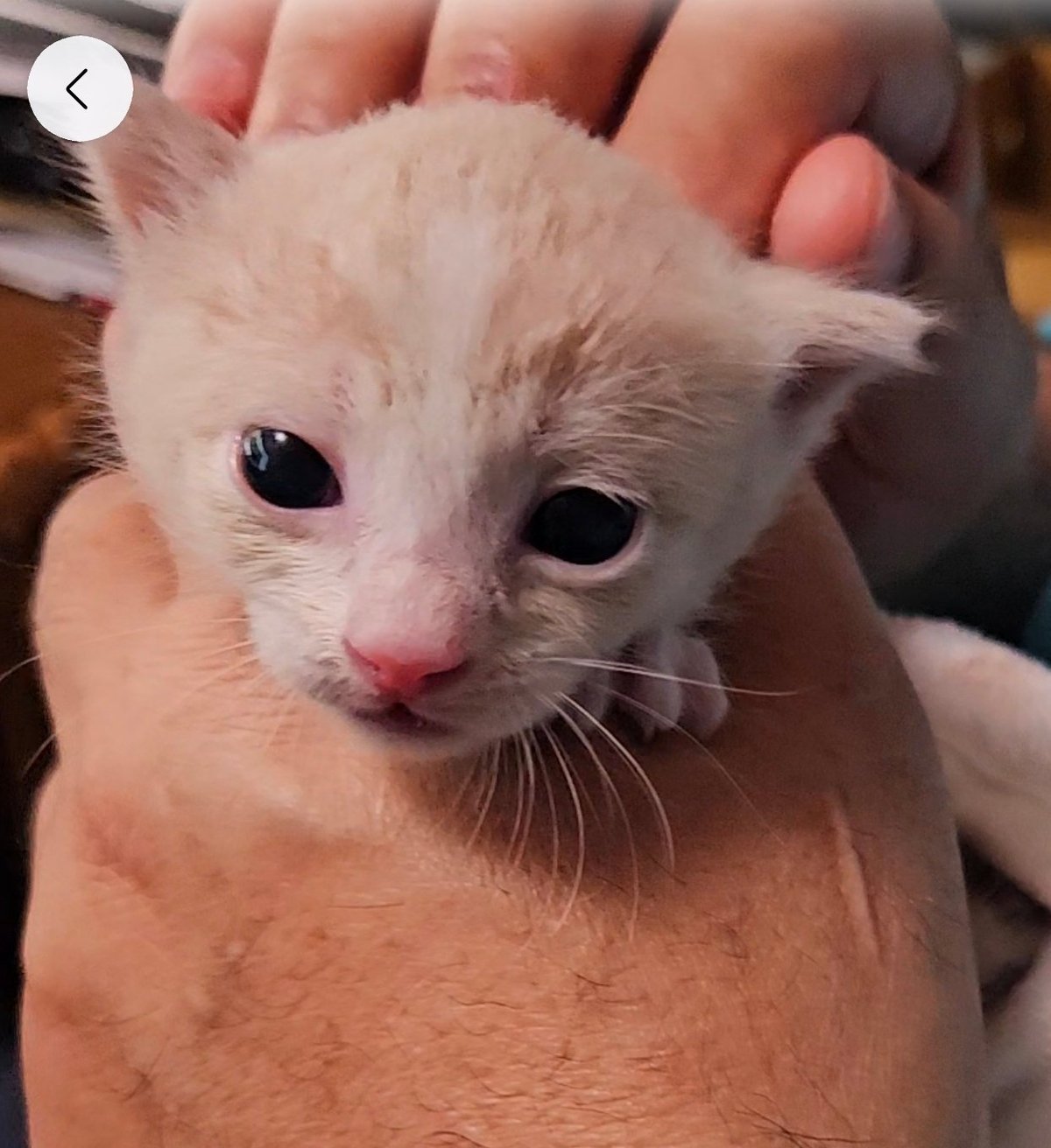 Osito as a tiny white kitten with a pink nose, cradled gently in a person's hand and looking at the camera