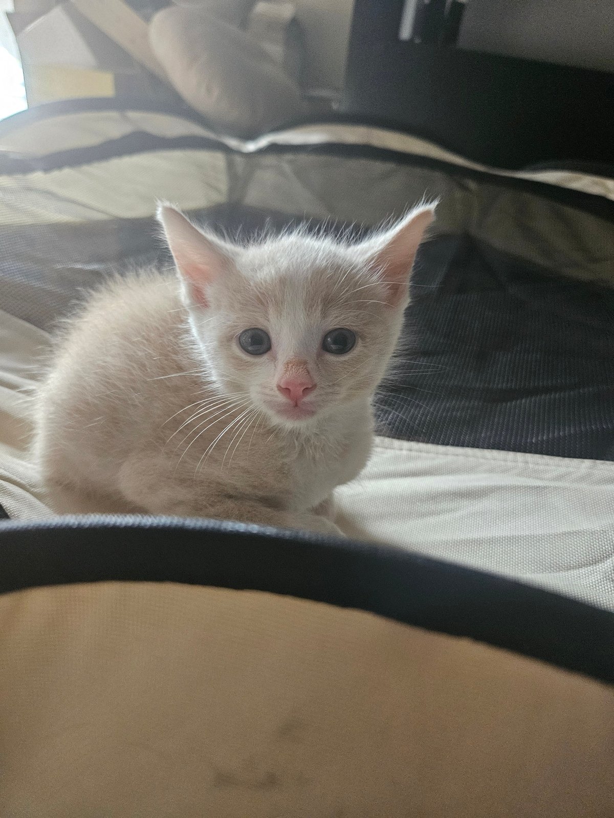 Ositah, a white kitten with blue eyes and a pink nose, sitting on fabric bedding and looking directly at the camera