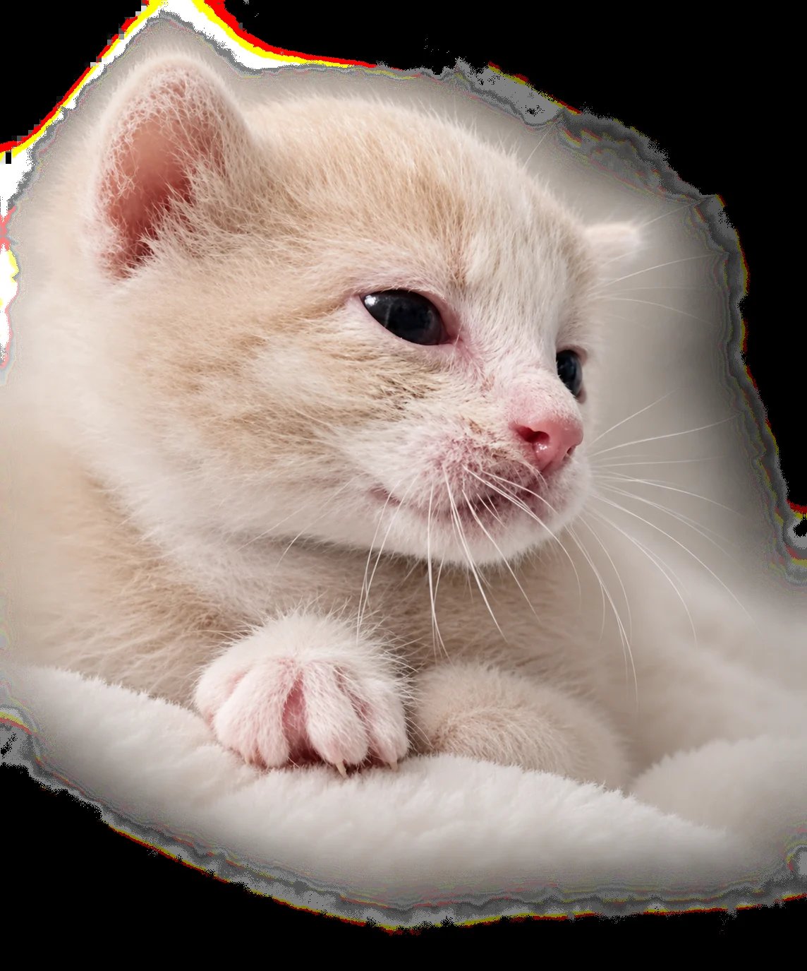 A representative portrait of Ositah as a tiny white kitten with a pink nose and ears, resting on a soft blanket