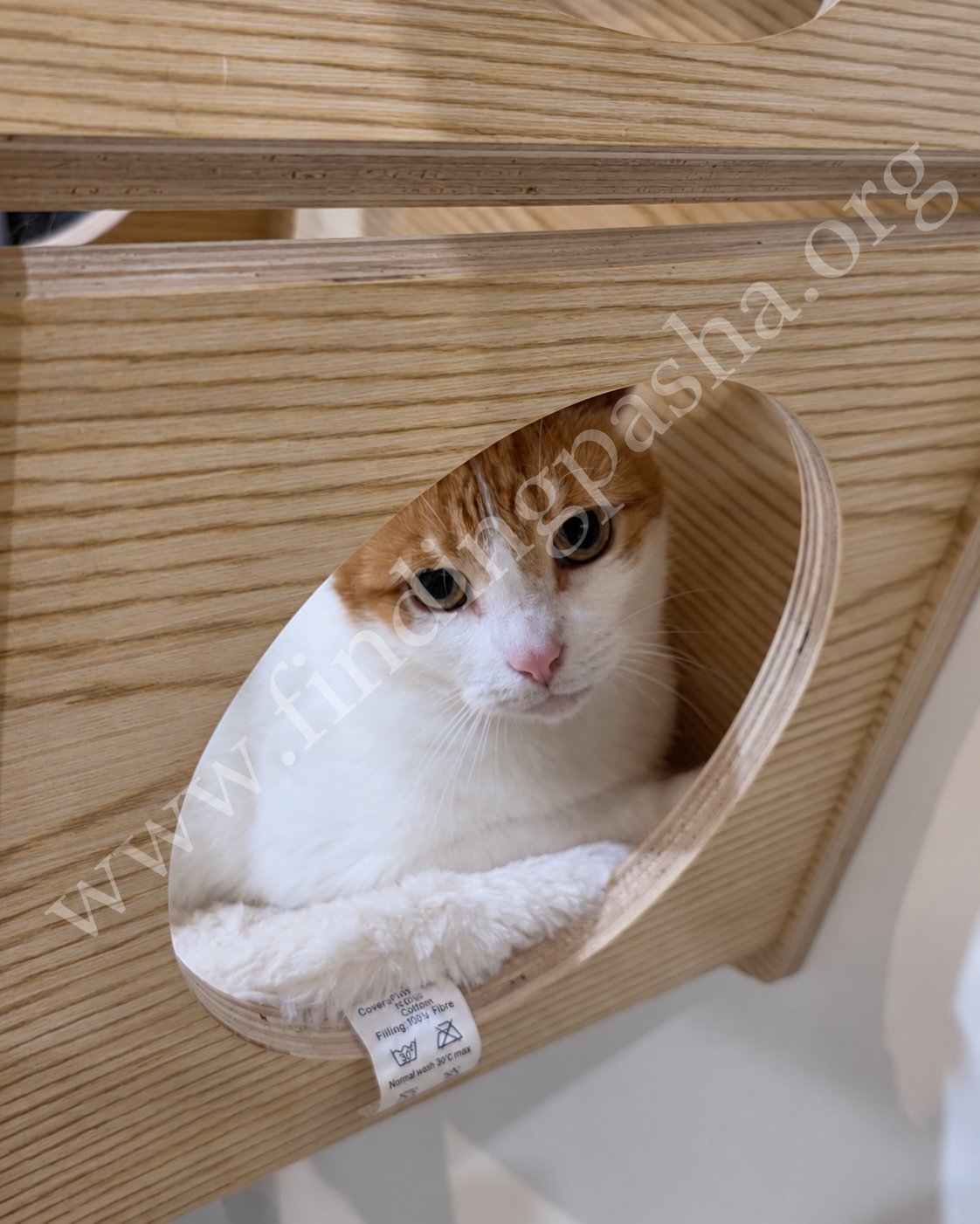Monique peeking out from a wooden wall-mounted bed with a curious expression