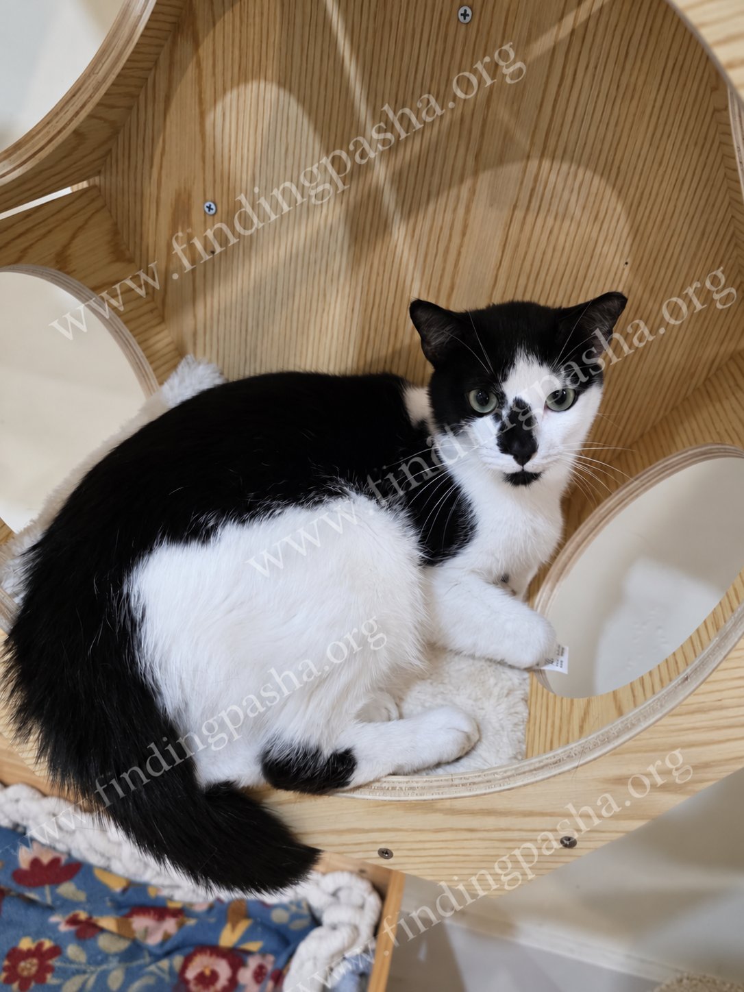 Bubbles sitting on a woven chair, looking at the camera