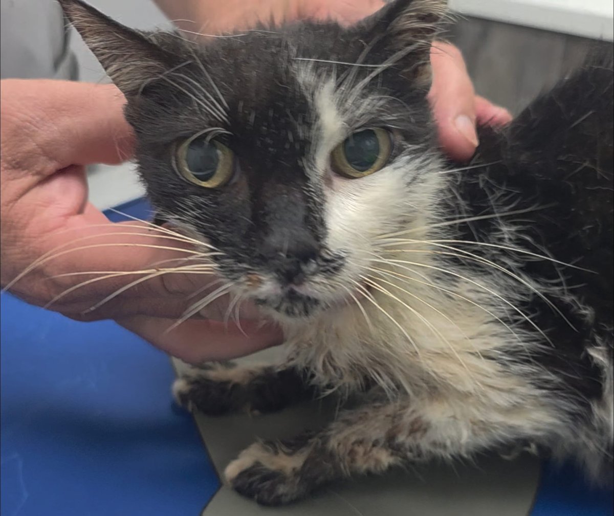 Liora, a black and white cat with wide eyes, held safely in a volunteer's hands at the veterinary clinic shortly after rescue
