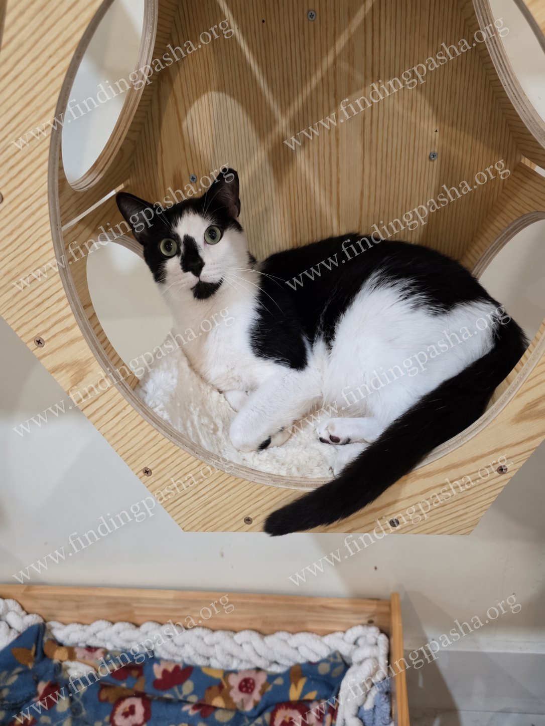Bubbles lying in a wooden wall-mounted cat bed, looking down at the camera