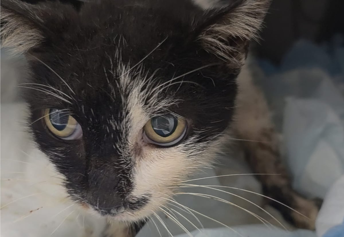 Liora, a five-year-old black and white cat with striking yellow eyes, looking directly at the camera shortly after her rescue