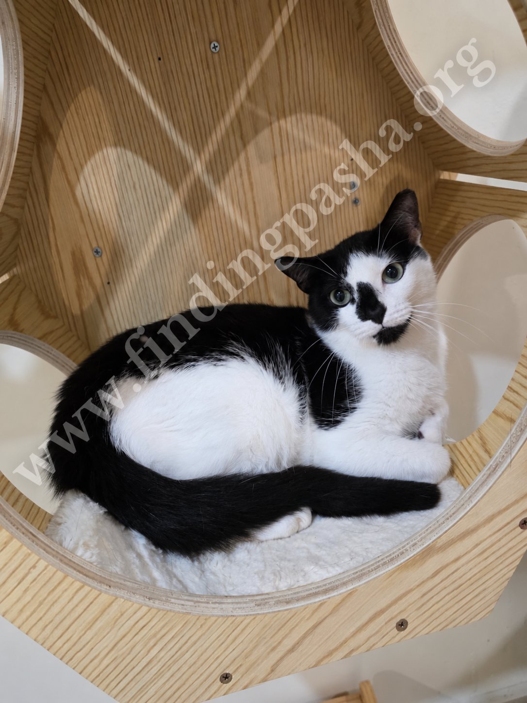 Bubbles, a black and white cat, lying in a wooden cat bed, looking at the camera