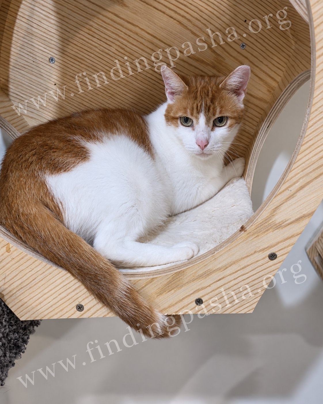 Monique, an orange and white tabby cat, resting in a wooden cat bed, looking at the camera