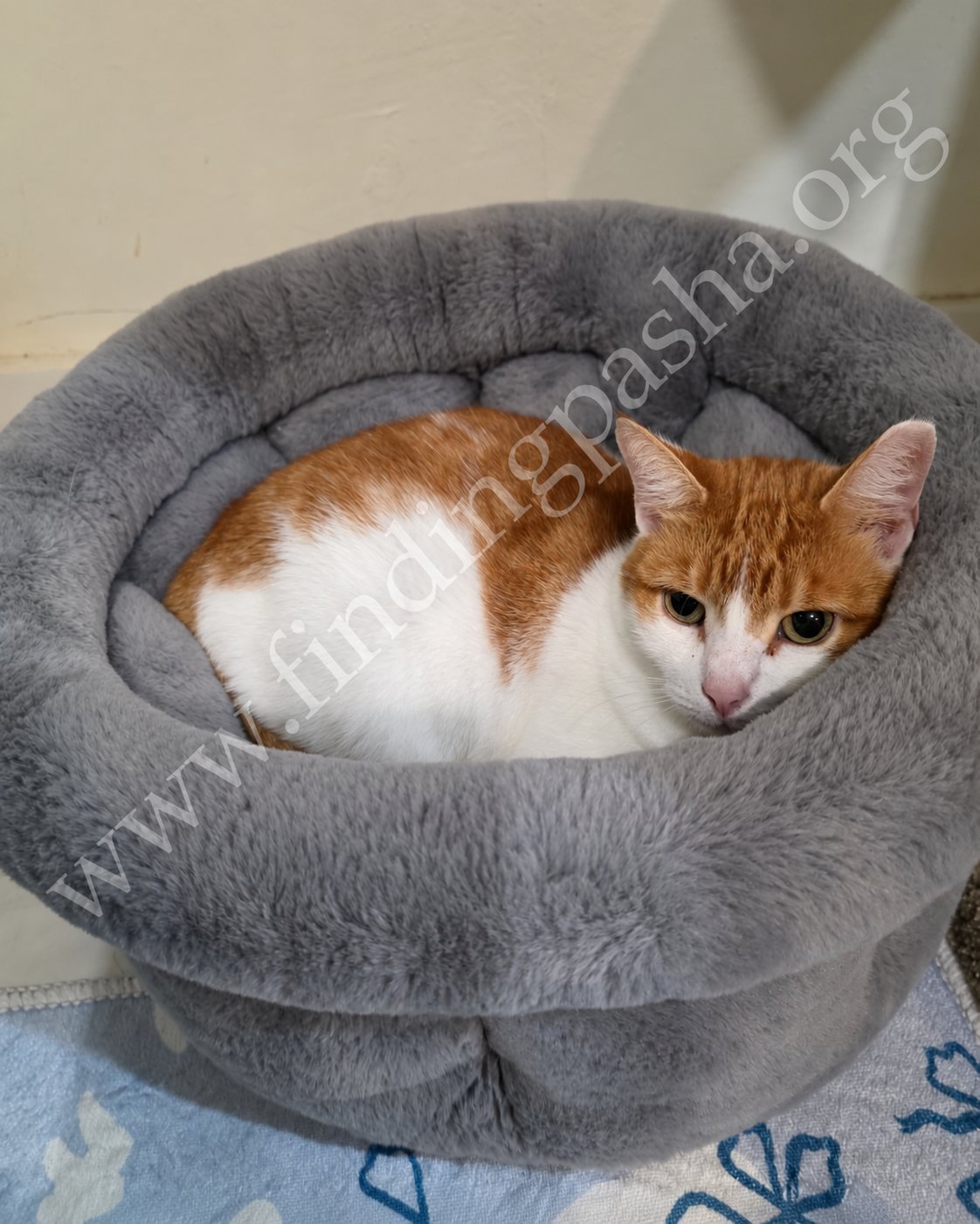 Monique resting inside a gray plush pet bed